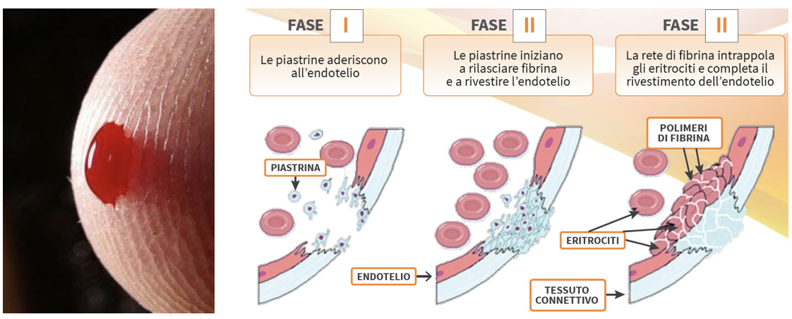 LA&FUNZIONE&DELLE&PIASTRINE