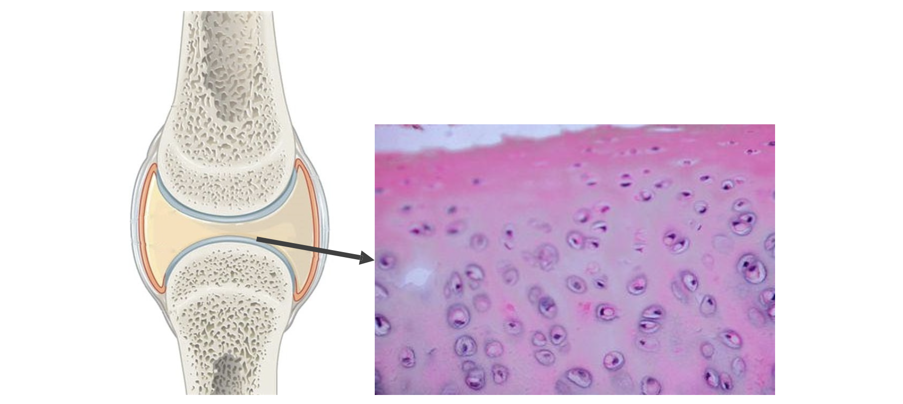 ARTICULAR&CARTILAGE&STRUCTURE