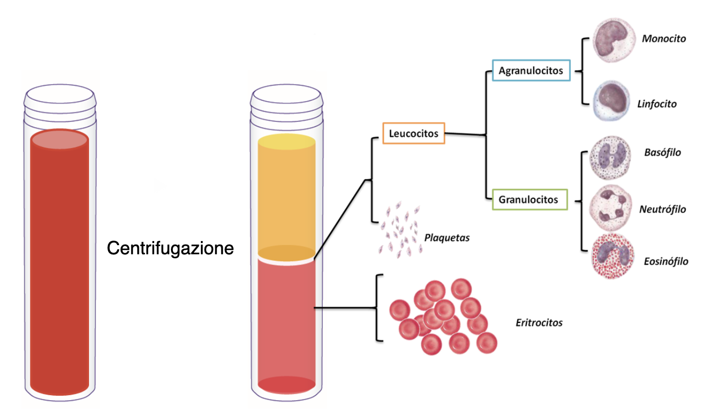 IL&FRAZIONAMENTO&STANDARD&DEL&SANGUE