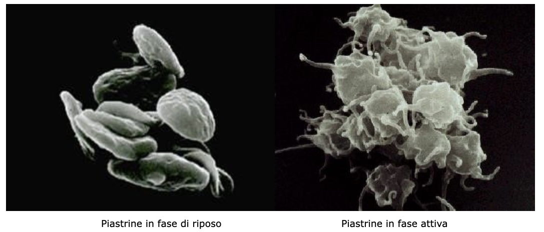 LA&FUNZIONE&DELLE&PIASTRINE