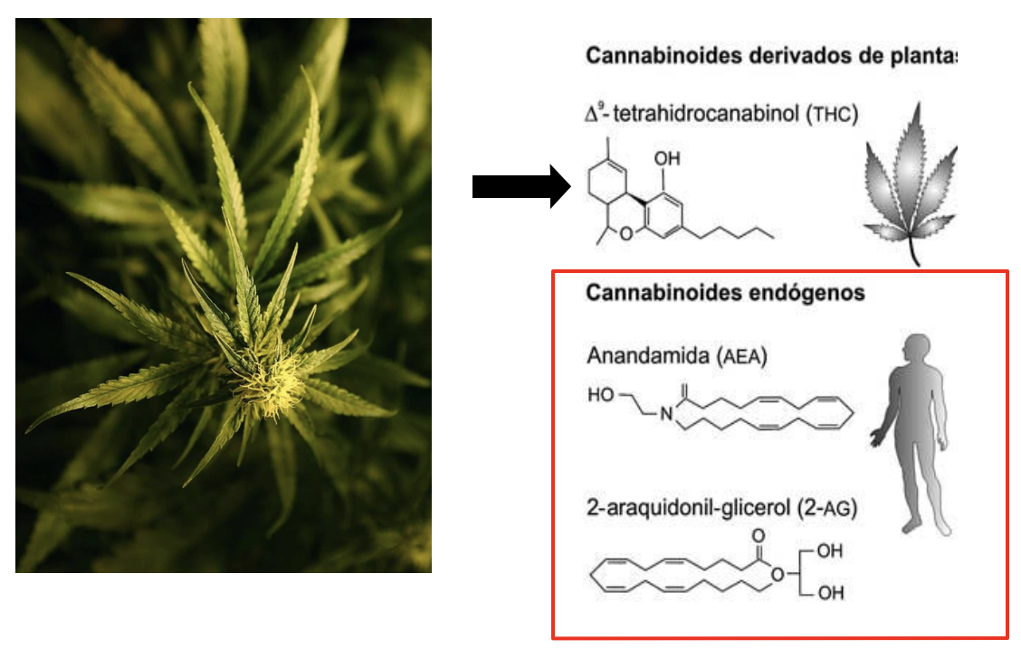 L’EFFETTO&ANALGESICO&DEL&PRP