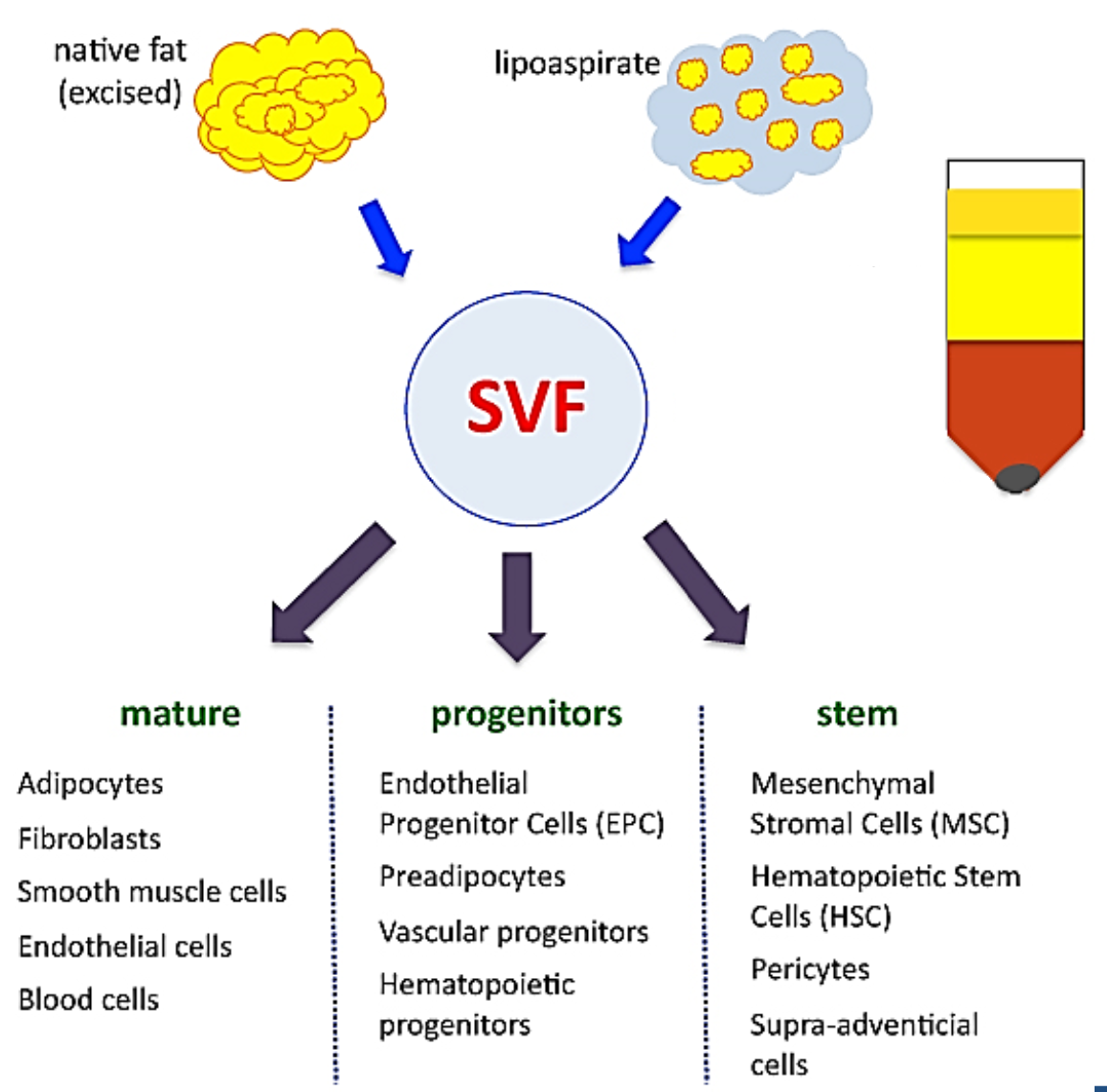 SVF